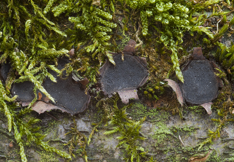 Biscogniauxia granmoi